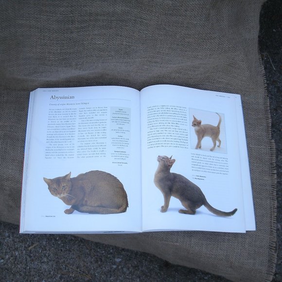 The Kingdom of the Cat by Roni Jay - Picture 11 of 16